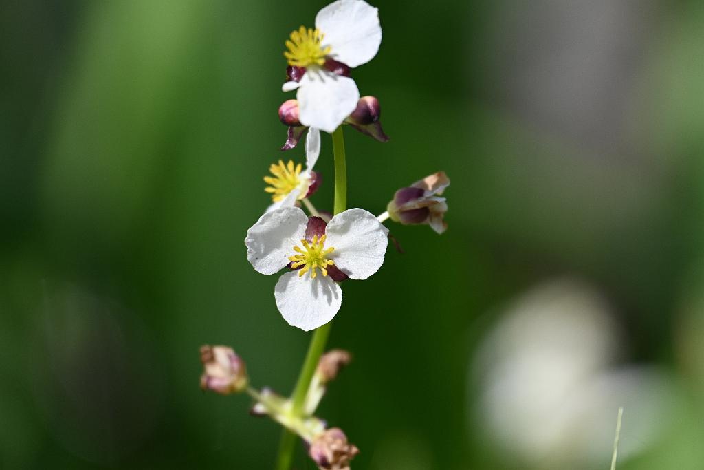 2025-08080060 Tower Hill Botanaic Garden, MA.JPG - Broadleaf Arrowhead (Sagittaria latifolia). New England Botanic Garden at Tower Hill, MA, 8-8-2025